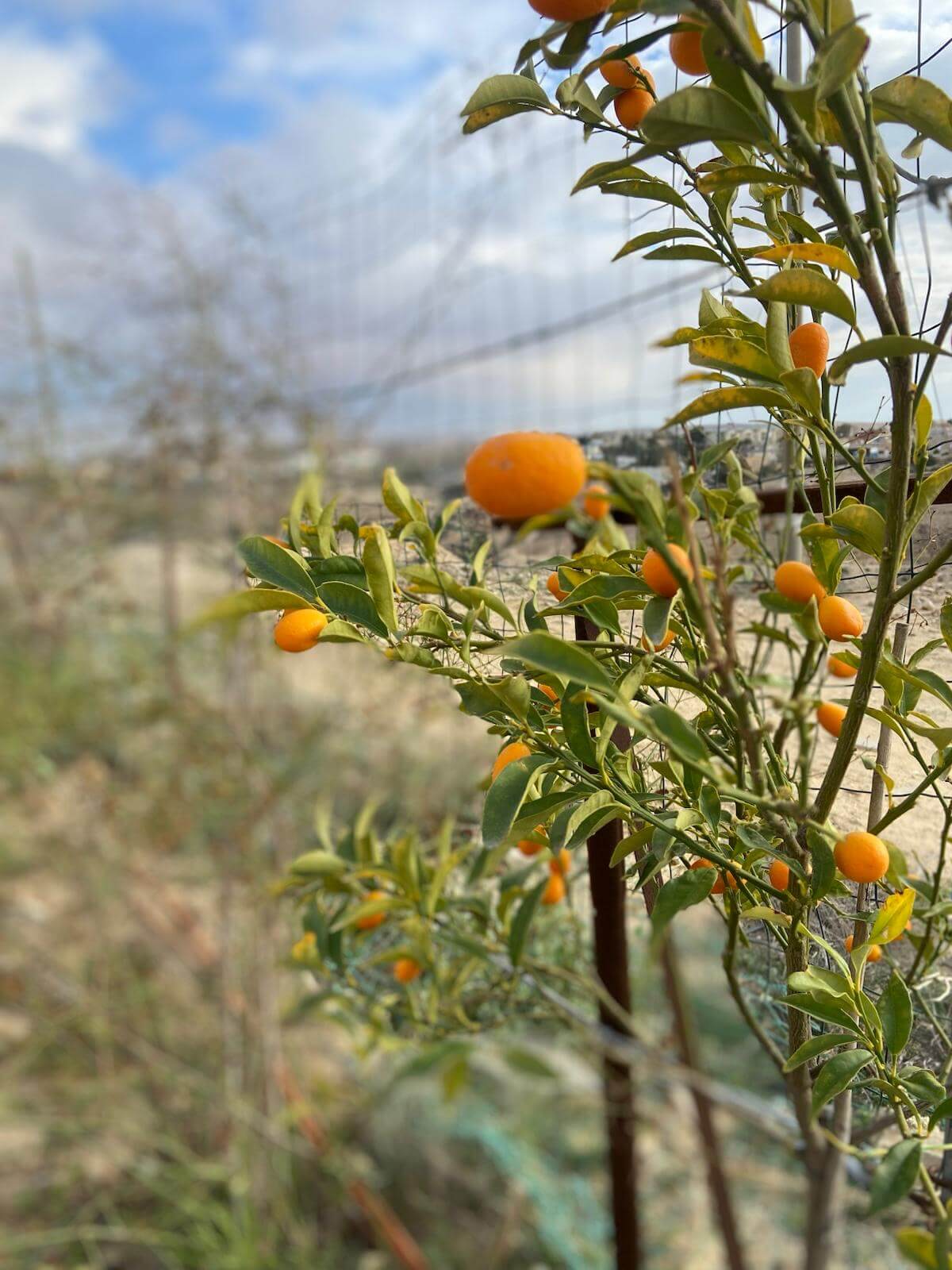 תמונה מגלריה של למדבר